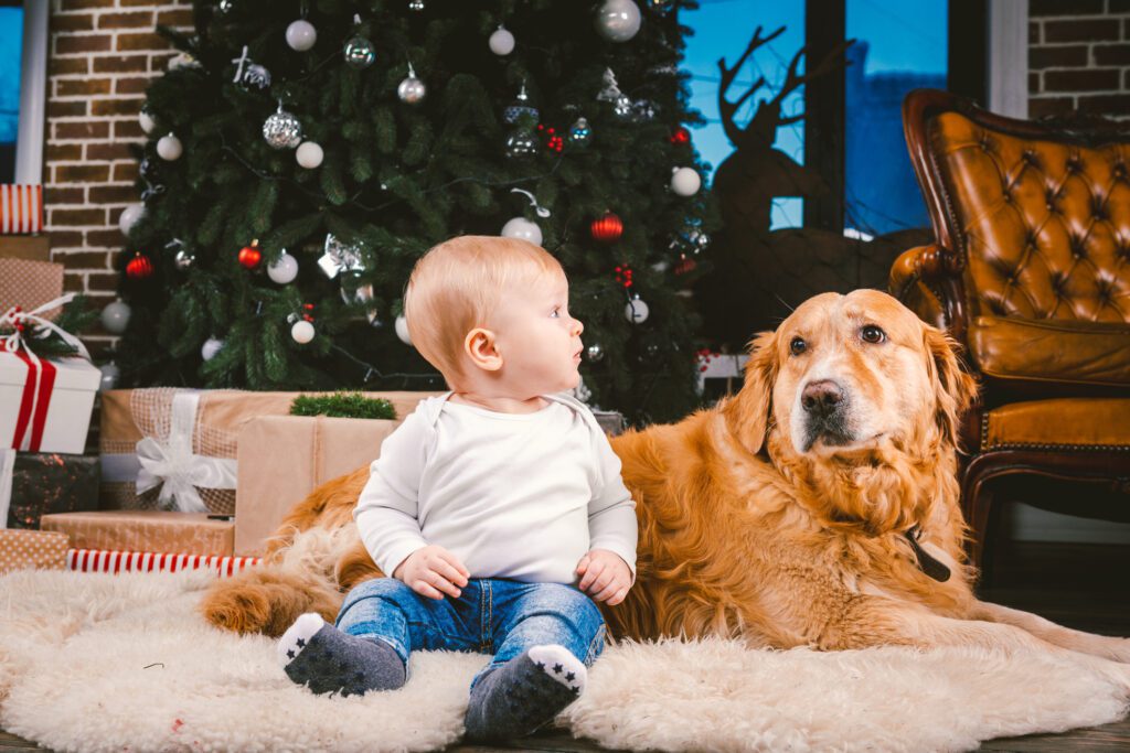 Tips for a Pet Safe Christmas Tree