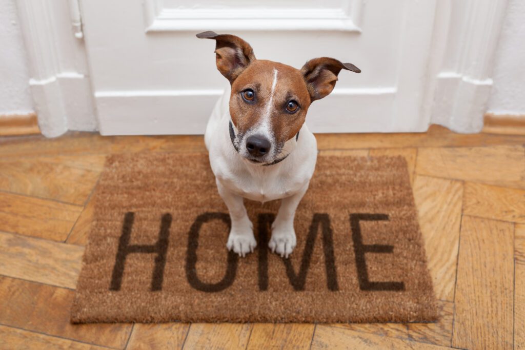 Dog or Security System: Which Offers Better Home Protection?